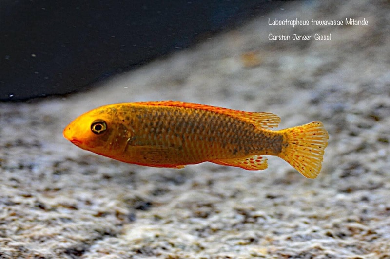Labeotropheus trewavasae 'Mitande Reef (Rocks)'